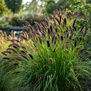 Pennisetum alopecuroides 'Moudry'