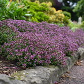 Thymus praecox 'Red Carpet'