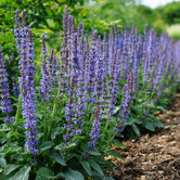 Salvia nemorosa 'Mainacht'