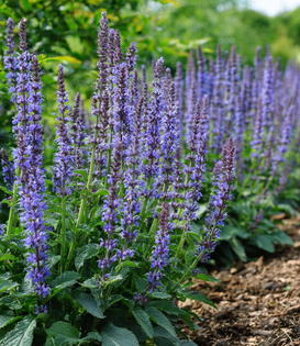 Salvia nemorosa 'Mainacht'