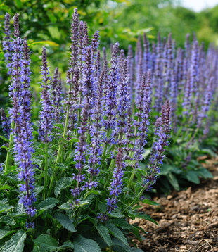 Salvia nemorosa 'Mainacht'