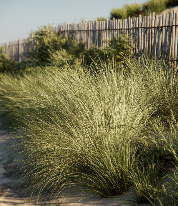 Ammophila Ammophila arenaria