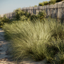 Ammophila arenaria