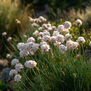 Armeria maritima ''Alba''