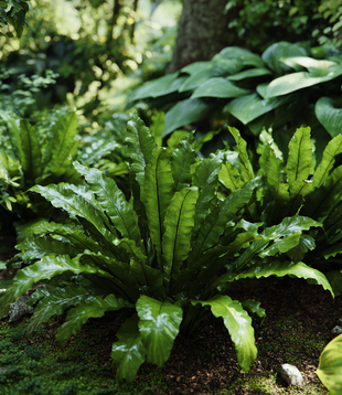 Asplenium scolopendrium