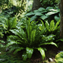 Asplenium scolopendrium