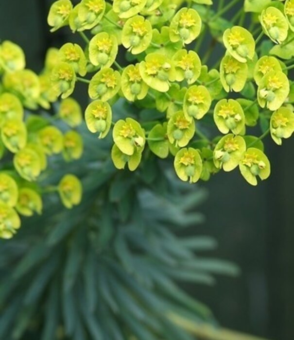 Euphorbia Euphorbia characias subsp. wulfenii