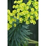 Euphorbia characias subsp. wulfenii