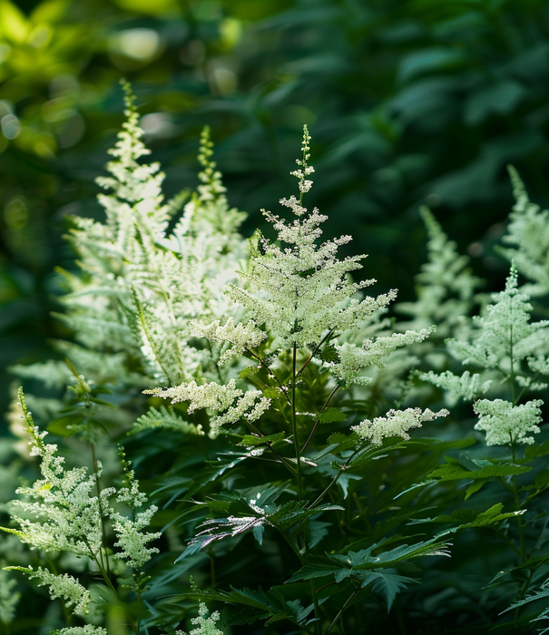 Astilbe Astilbe (J) 'Deutschland'