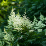 Astilbe (J) 'Deutschland'