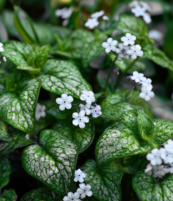 Brunnera Brunnera macrophylla 'Mister Morse'