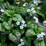 Brunnera macrophylla 'Mister Morse'