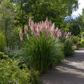 Cortaderia selloana 'Rosea'