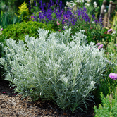 Artemisia ludoviciana 'Silver Queen'