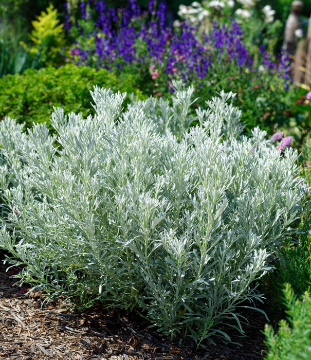 Artemesia Artemisia ludoviciana 'Silver Queen'