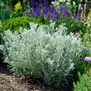Artemisia ludoviciana 'Silver Queen'