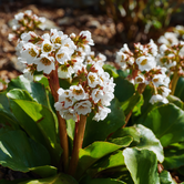 Bergenia ''Bressingham White''