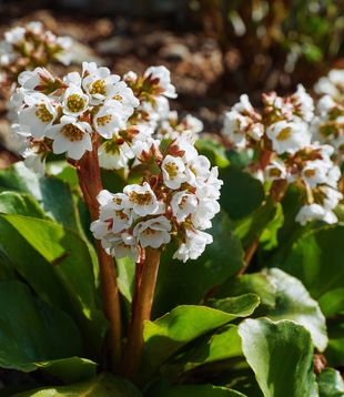 Bergenia ''Bressingham White''