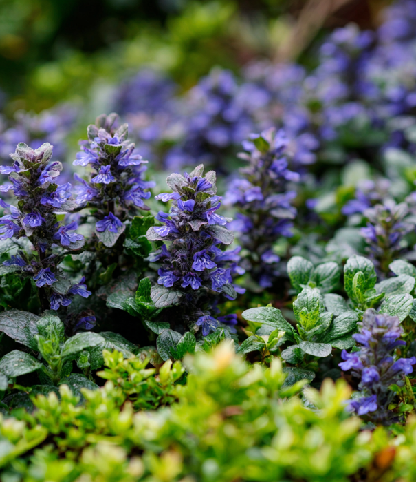Ajuga Ajuga reptans