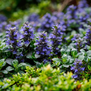 Ajuga reptans
