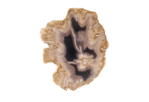 Versteend houten design lamp -  Dual White - 2700k - 6500k - #103