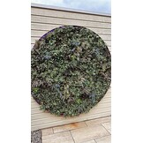 Neon Flex LED strip 24 volt RGBCCT 18W 1050LM 12 x 20mm IP67 – 5 meter