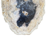 Versteend houten design lamp -  Dual White - 2700k - 6500k - #104