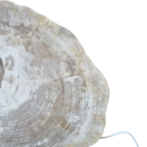 Versteend houten design lamp -  Dual White - 2700k - 6500k - #105