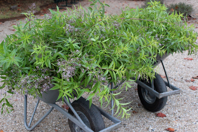 Botanische Tuinenzeep II - bergamot & verbena