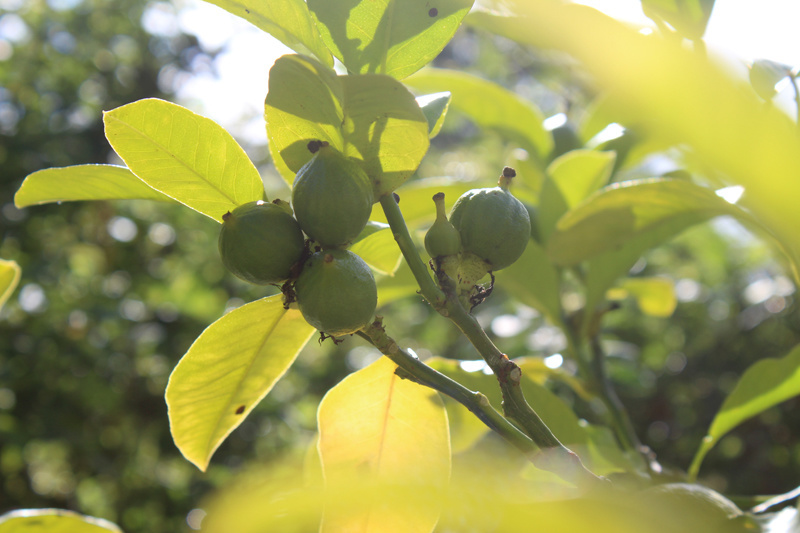 Botanische Tuinenzeep II - bergamot & verbena