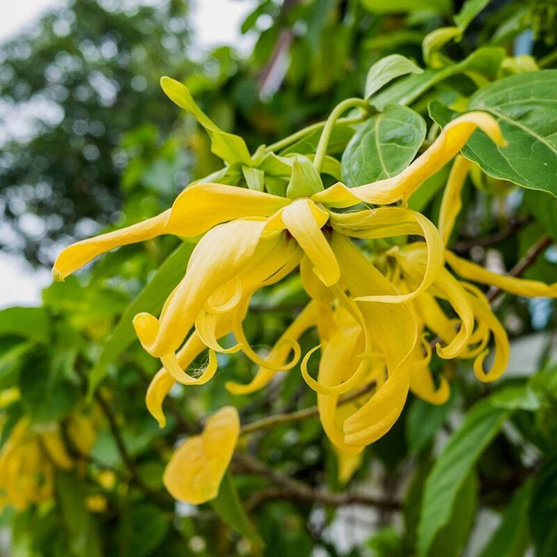 Ylang ylangzeep