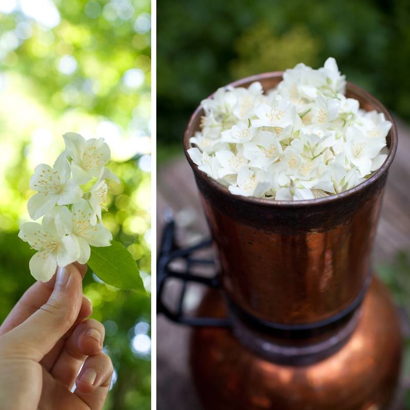 Seizoenszeep zomer | Van Bos tot Bad