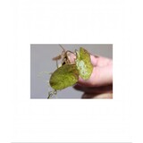 Moerings Nymphaea Zenkeri (tijgerlotus Groen)