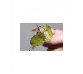 Moerings Nymphaea Zenkeri (tijgerlotus Groen) Moerings Nymphaea Zenkeri (tijgerlotus Groen)