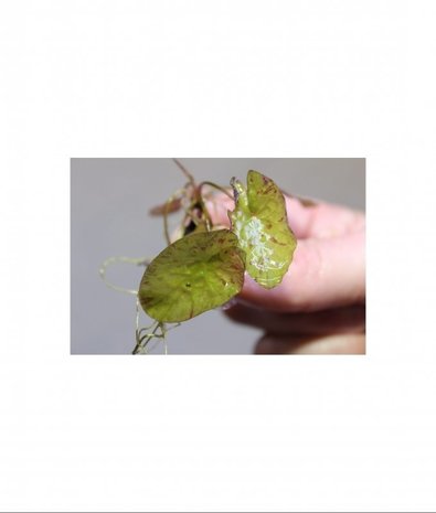 Moerings 0106 Nymphaea Zenkeri (tijgerlotus Groen) Moerings 0106 Nymphaea Zenkeri (tijgerlotus Groen)