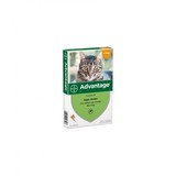 Advantage Advantage Kat