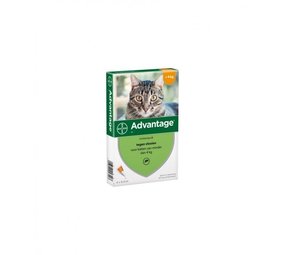 Advantage Advantage Kat Advantage Advantage Kat