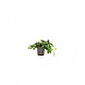 Moerings Anubias nana paxing Moerings Anubias nana paxing