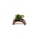Aquaflora Armband Met Anubias Aquaflora Armband Met Anubias