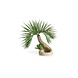 Biorb Biorb Palmboom Seychelles S Biorb Biorb Palmboom Seychelles S