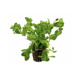 Moerings Bacopa Caroliniana pot