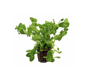 Moerings Bacopa Caroliniana pot Moerings Bacopa Caroliniana pot