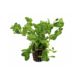 Aquaflora Bacopa Caroliniana pot Aquaflora Bacopa Caroliniana pot
