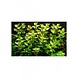 Aquaflora Bacopa Caroliniana pot Aquaflora Bacopa Caroliniana pot