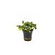 Moerings Bucephalandra | Wavy Green Moerings Bucephalandra | Wavy Green