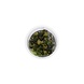 Aquaflora 3069 Bucephalandra | Blue Green | In Vitro Aquaflora 3069 Bucephalandra | Blue Green | In Vitro