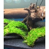 Moerings Cocosnoot Armband Met Javamos Moerings Cocosnoot Armband Met Javamos