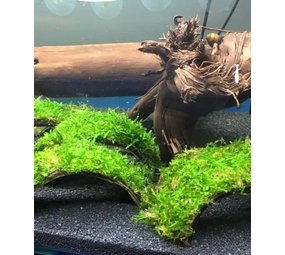 Moerings Cocosnoot Armband Met Javamos Moerings Cocosnoot Armband Met Javamos