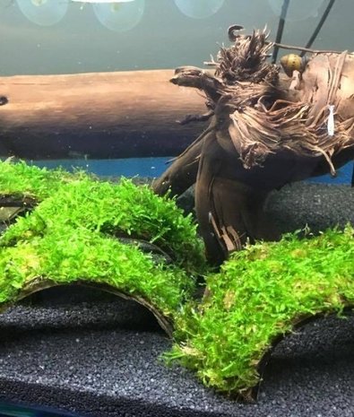 Moerings Cocosnoot Armband Met Javamos Moerings Cocosnoot Armband Met Javamos