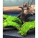 Aquaflora Cocosnoot Armband Met Javamos Aquaflora Cocosnoot Armband Met Javamos